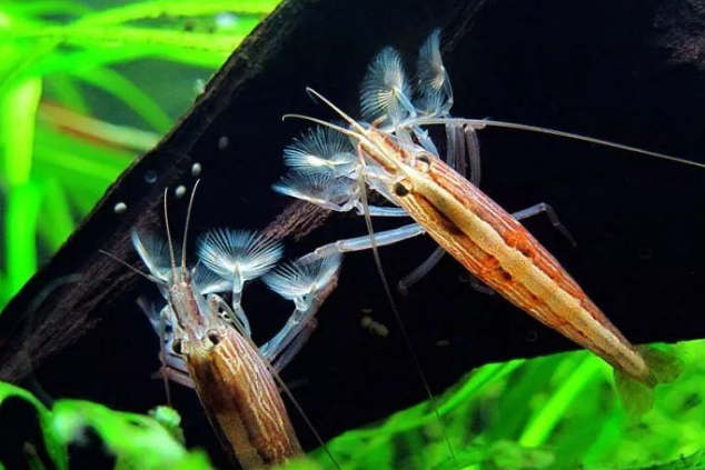 木纹网球虾
