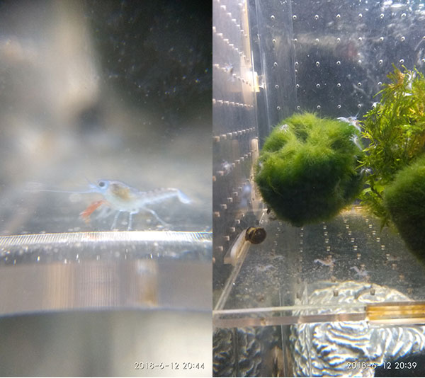 人工天空蓝魔虾养殖和繁殖的一点心得 人工天空蓝魔虾养殖和繁殖的一点心得