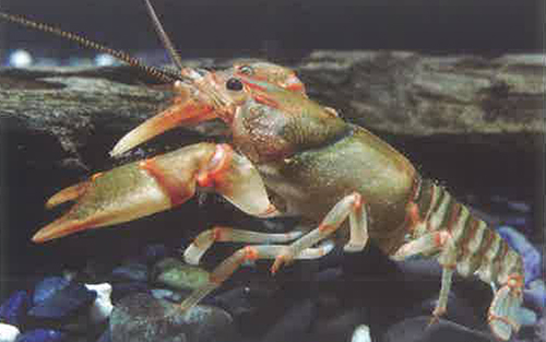 细菌性疾病-螯虾自断手脚怎么办
