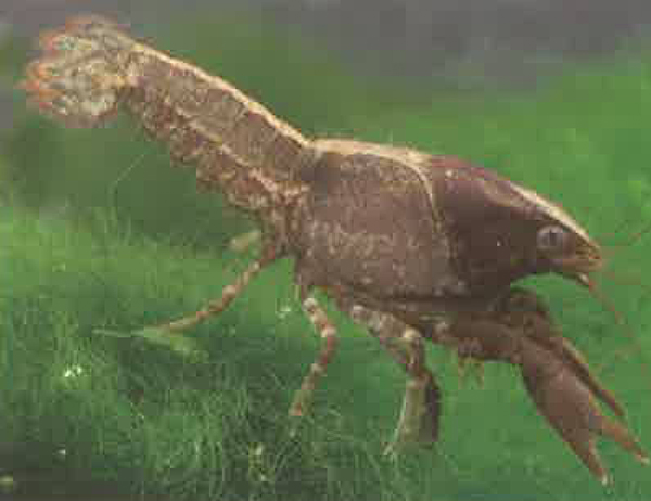 凤头短趾侏儒螯虾