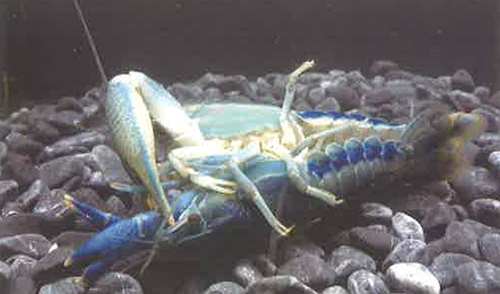 螯虾的繁殖挑战