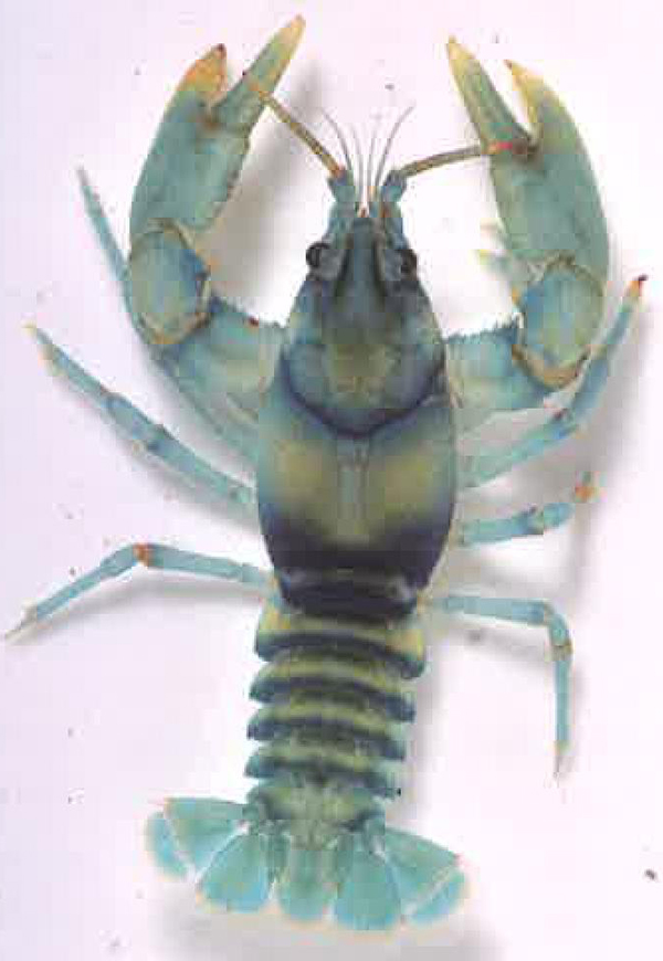 蓝钻螯虾