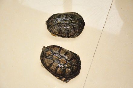 图尔卡纳泥龟