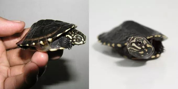 非洲棱背泥龟