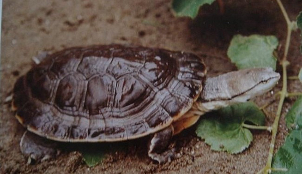 希氏蟾龟