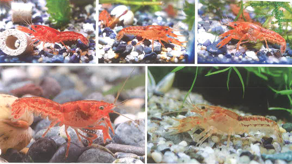 侏儒橘螯虾