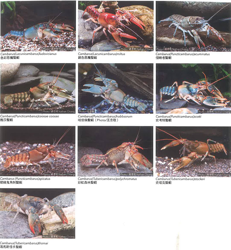 螯虾科Cambarus属简介 螯虾科Cambarus属简介